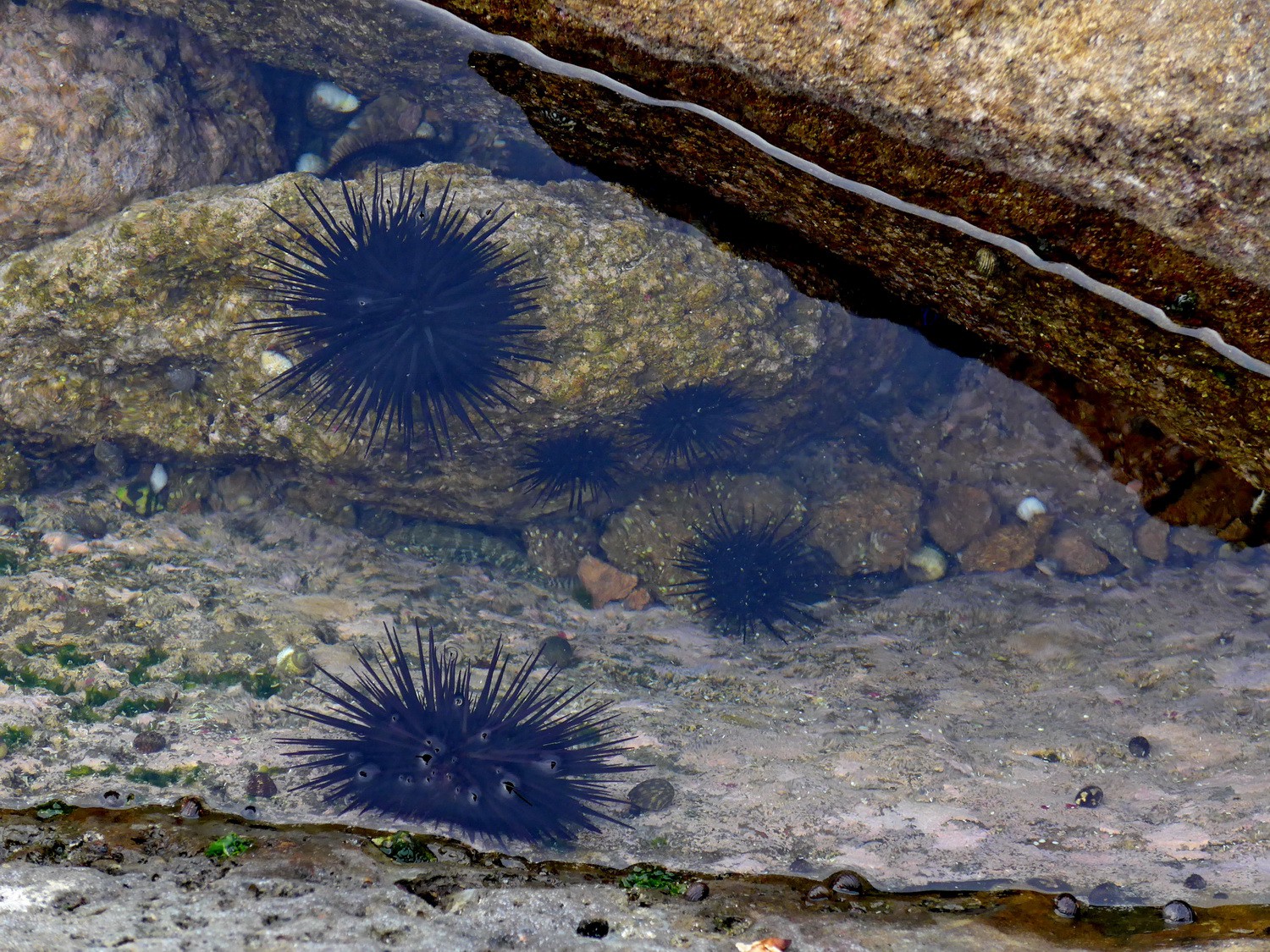Sea Urchins of Playa Ratjada, close to the border to Nicaragua